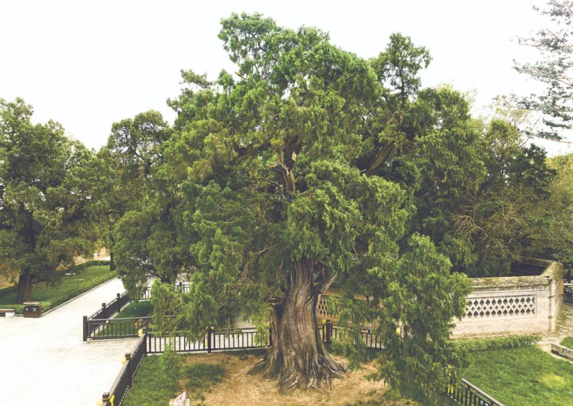 ennium-old trees in Shaanxi开元棋牌探秘陕西5株千年古