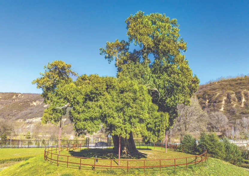ennium-old trees in Shaanxi开元棋牌探秘陕西5株千年古树｜Visit 5 mill(图4)