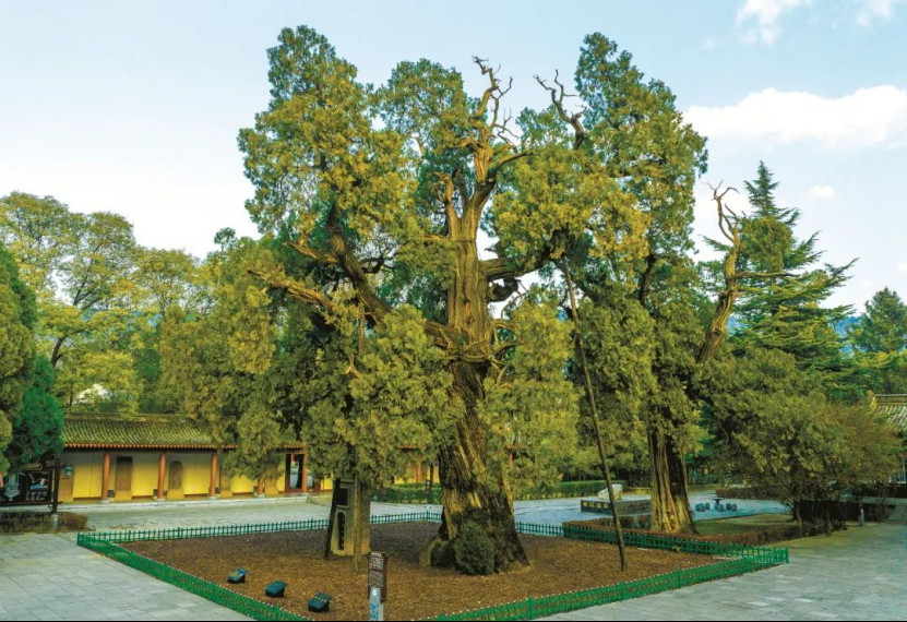 ennium-old trees in Shaanxi开元棋牌探秘陕西5株千年古树｜Visit 5 mill(图3)