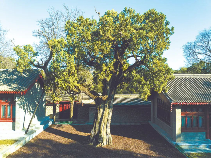 ennium-old trees in Shaanxi开元棋牌探秘陕西5株千年古树｜Visit 5 mill(图5)